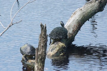 Huntington Beach State Park