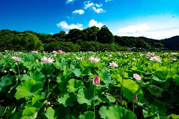 臼杵石仏公園の大賀蓮