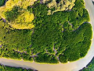Drone view Mangrove forest trees in Thailand