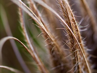Obraz premium abstract macro background close-up