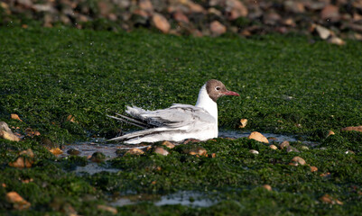 Southampton Water England UK. 27.07.2025.  A Brown headed gull at low tide with seaweed covered rock on Southampton Water UK.