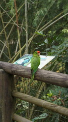Parrots - Ukumarí Zoo