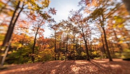 Foresta autunnale in pieno foliage con alberi dai colori dorati e arancioni, raggi di sole filtrano tra i rami creando un'atmosfera magica