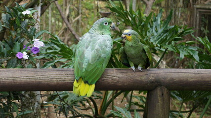 Parrots - Ukumarí Zoo