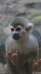 Obraz premium squirrel monkey - ukumarí Zoo