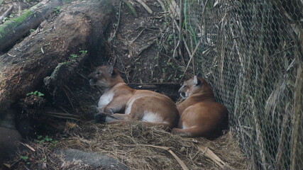  ukumarí zoo animals, colombia