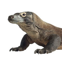Obraz premium Png of A close-up of a Komodo dragon, showcasing its textured skin and powerful stance against a plain background.