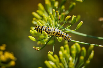 Black Swallowtail caterpillar on dill plant