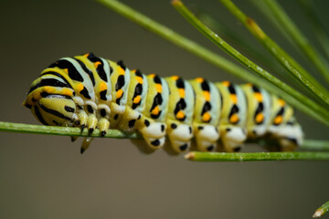 Black Swallowtail caterpillar on dill plant