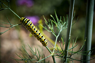 Black Swallowtail caterpillar on dill plant