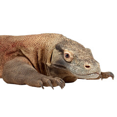 Obraz premium Png of A detailed close-up of a Komodo dragon showcasing its textured skin and powerful claws.