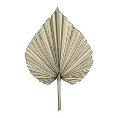 Dried Palm Leaf Illustration Botanical Element Tropical Foliage Natural Decor Graphic Design Asset