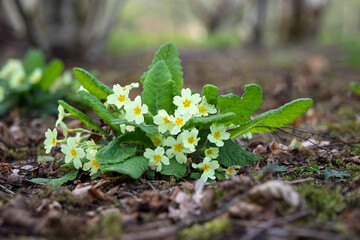 Wild primrose flowers growing in woodland in early spring