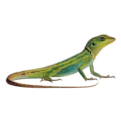 Fototapeta premium Png of A vibrant green and brown lizard exhibits its striking features against a white background.