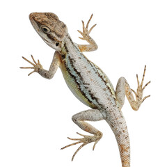 Naklejka premium Png of A close-up of a lizard displaying intricate patterns and colors on its skin, showcasing its unique features and agile posture.