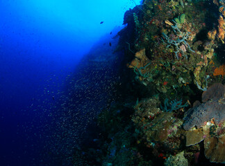Vertical wall of an atoll full of corals and small marine life around.