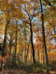 Fototapeta premium autumn in the forest