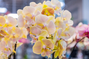 Floral macro photography. Flora and nature closeup. Beige orchid flower. Floral nature. Orchid flower bright color. Flowering nature. Orchid flower beige color