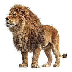Obraz premium Png of Majestic lion standing proud, showcasing its impressive mane and powerful physique, embodying strength and leadership.