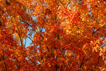 Natural fallen leaves. Autumnal leaves on tree. Autumnal season nature. Bright color fall. Mood of fall. Autumn season. Fall leaves change color. Nature fall weather. Seasonal forest