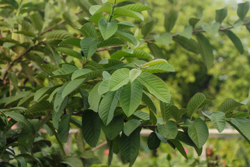 Guava leaves (Psidium guajava). Young guava leaves. Green leaf of guava on tree in the garden. Green guava leaf.  © ADP