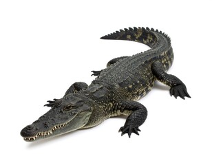 Naklejka premium Croc on white background