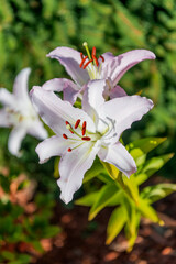 Summer nature. Vivid inflorescences of flowering lily. Flower of daylily. Flowering lily. Daylily blossom. Violet day lily garden flower growing under sunlight. Daylily flower in nature