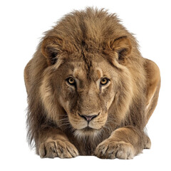 Obraz premium Png of Majestic male lion with a thick mane, captured in a poised and powerful stance, exuding strength and royal presence.