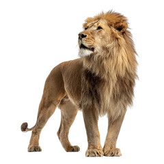 Obraz premium Png of Majestic adult male lion with a thick mane, posing confidently against a clean backdrop.