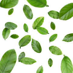 Green citrus leaves flying against white background