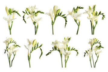 Set of beautiful freesia flowers isolated on white