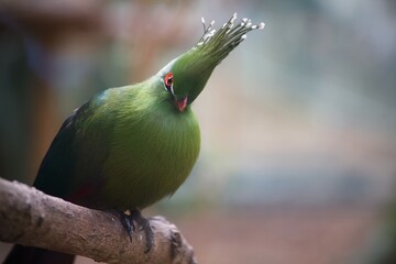 Schalow's turaco