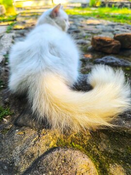 bushy white cat tail, this is a Persian cat