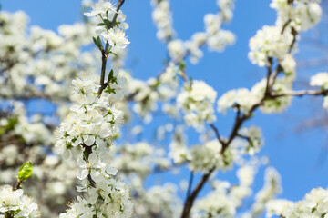 Beautiful blossoming tree branches outdoors
