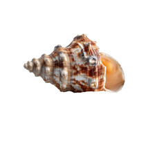 Fototapeta premium Close-up of a seashell