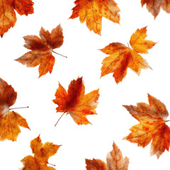 Obraz premium Autumn leaves pattern on black background