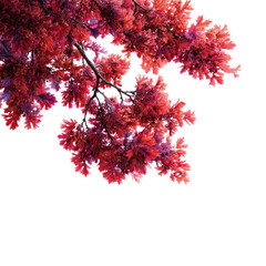 Vibrant crimson blossoms on a branch