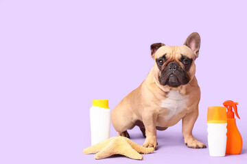 Cute French bulldog with different bottles of sunscreen and starfish on lilac background