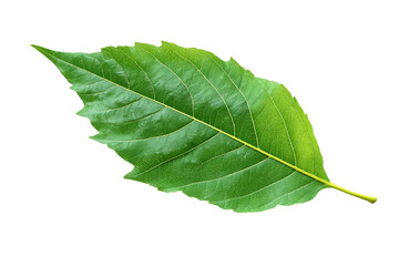 Obraz premium Vibrant Green Leaf on Transparent Background, PNG