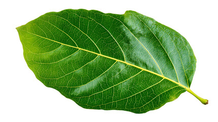 Obraz premium Vibrant Green Leaf with Detailed Veins Isolated on Transparent Background, PNG