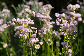 Spring Flowers in Morning Light②