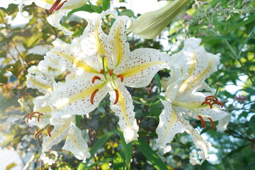夏の山の中にヤマユリの花が咲く