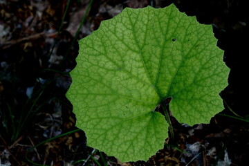 夏の山野に生えているフキの葉