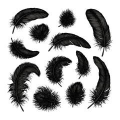 Hand drawn black fluffy feathers