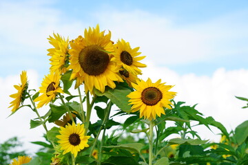 真夏の日差しの中のヒマワリの花