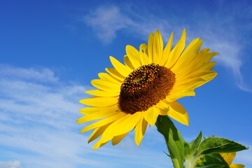 真夏の日差しの中のヒマワリの花