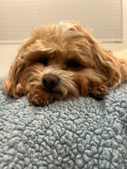 puppy sleeping on a bed