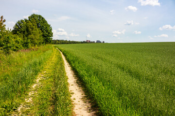 Picturesque country road running along cereal fields