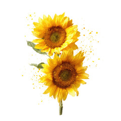 Two sunflowers against a backdrop of golden, spattering detail