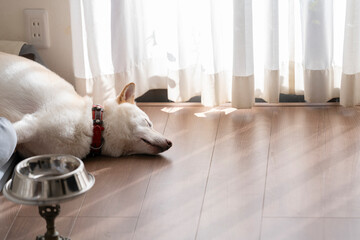 平和な環境で昼寝する犬